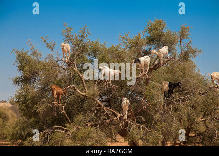 Ziegen, Verzehr von Argan Nüssen auf der Straße zwischen Marrakesch und Essaouira Stockfoto