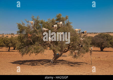 Ziegen, Verzehr von Argan Nüssen auf der Straße zwischen Marrakesch und Essaouira Stockfoto