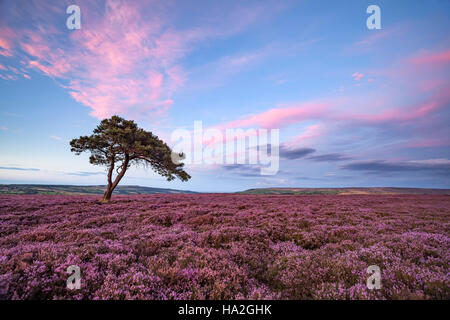 Heather auf North York Moors im Egton mit isolierten Baum Stockfoto