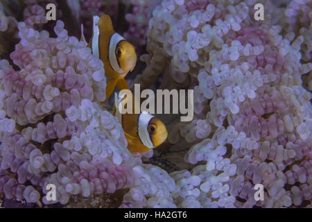 Orange clownfisch Peer aus Lila Perlen Tentakeln der Teppich Anemone Stockfoto