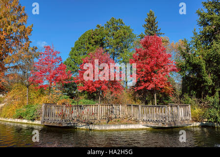 Farbige Bäume Herbst Stockfoto