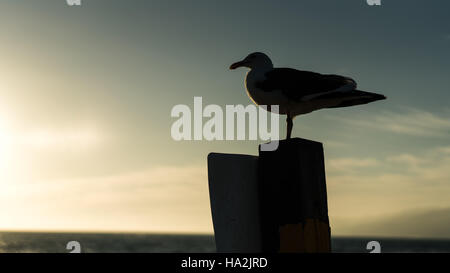 Silhouette einer Möwe auf hölzernen buchen, Strand von Santa Monica, California, Amerika, USA Stockfoto