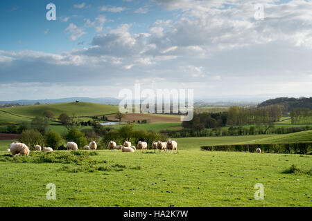 Suche SW über Felder und weiden Schafe zu wogenden Hereford Landschaft und die Brecon Beacons in der Ferne. 8. Stockfoto