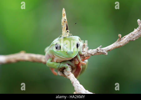 Schmetterling sitzt auf einem plumpen Laubfrosch, Indonesien Stockfoto