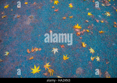 Bunte Blätter auf Asphalt im Herbst Stockfoto