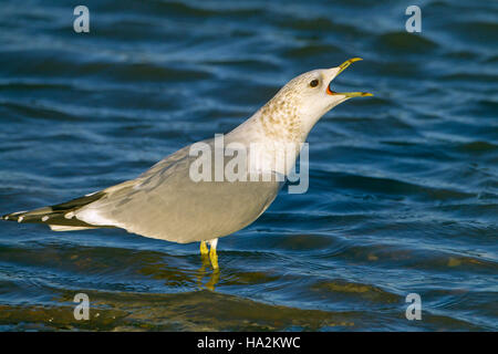 Gemeinsamen Gull Larus Canus aufrufen Stockfoto