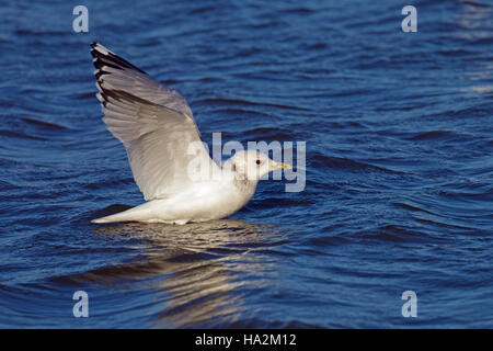 Gemeinsamen Gull Larus Canus im Flug über den Küsten Creek Winter Norfolk Stockfoto