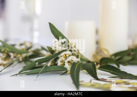 Nahaufnahme der Blüte Gum Eukalyptusblätter und Kerzen Stockfoto