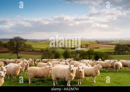 Suche SW über Felder und weiden Schafe zu wogenden Hereford Landschaft und die Brecon Beacons in der Ferne. 1. Stockfoto