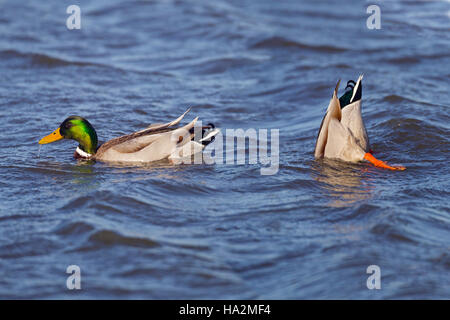 Stockente Anus Platyrhyncha Drakes abstoßen Stockfoto