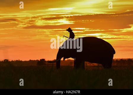 Silhouette der Mahout Mann Reiten Elefanten bei Sonnenaufgang, Surin, Thailand Stockfoto