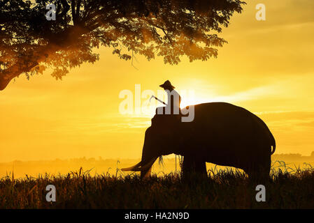 Mahout Mann auf einem Elefanten bei Sonnenaufgang, Surin, Thailand Stockfoto