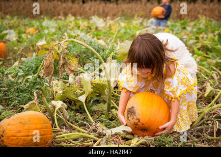 Jungen und Mädchen wählen Kürbisse in einem Feld Stockfoto