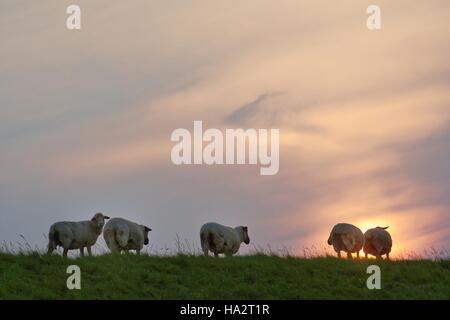 Schaf stehend in einem Feld, Gandersum, Niedersachsen, Deutschland Stockfoto