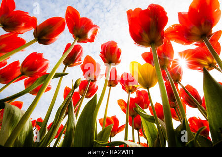 Blickte durch die Tulpen, ein gelb mit rot, am Skagit Valley Tulip Festival gemischt Stockfoto