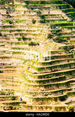 Eine Frau arbeitet in der Reis-Terrassen in der Nähe von YuanYang, Yunnan Province, China. Stockfoto