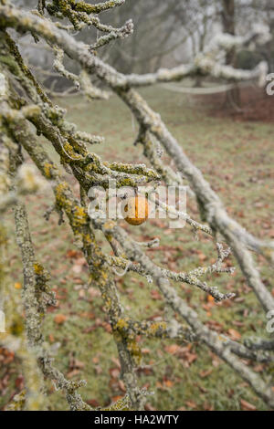 Einsame Apple auf Moss laden Apple tree frühen Winter, Misty mit den unerwarteten Äpfel auf dem Boden Stockfoto