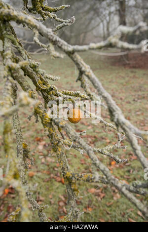 Einsame Apple auf Moss laden Apple tree frühen Winter, Misty mit den unerwarteten Äpfel auf dem Boden Stockfoto