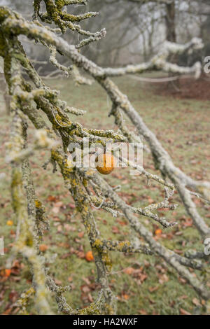 Einsame Apple auf Moss laden Apple tree frühen Winter, Misty mit den unerwarteten Äpfel auf dem Boden Stockfoto