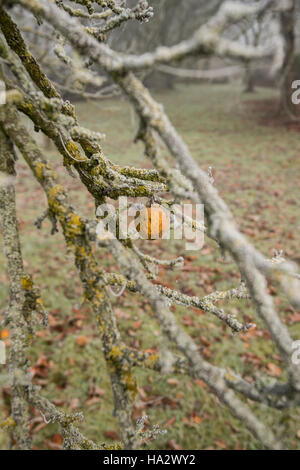 Einsame Apple auf Moss laden Apple tree frühen Winter, Misty mit den unerwarteten Äpfel auf dem Boden Stockfoto