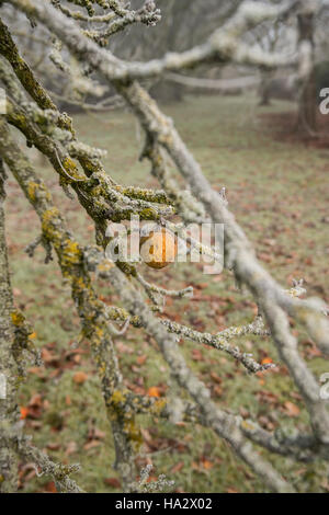 Einsame Apple auf Moss laden Apple tree frühen Winter, Misty mit den unerwarteten Äpfel auf dem Boden Stockfoto