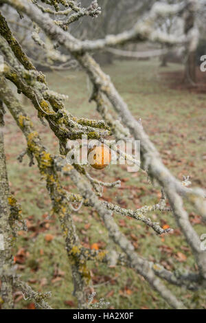 Einsame Apple auf Moss laden Apple tree frühen Winter, Misty mit den unerwarteten Äpfel auf dem Boden Stockfoto