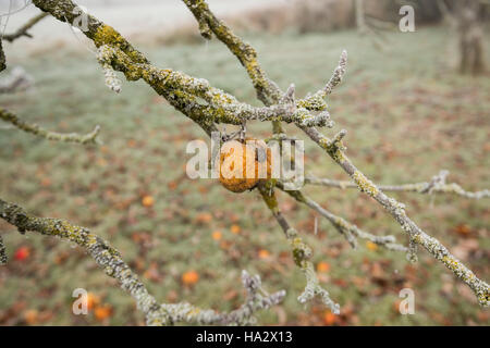 Einsame Apple auf Moss laden Apple tree frühen Winter, Misty mit den unerwarteten Äpfel auf dem Boden Stockfoto