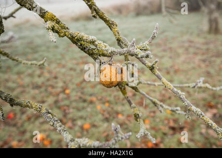 Einsame Apple auf Moss laden Apple tree frühen Winter, Misty mit den unerwarteten Äpfel auf dem Boden Stockfoto