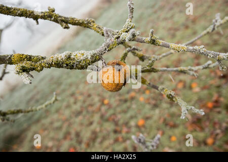 Einsame Apple auf Moss laden Apple tree frühen Winter, Misty mit den unerwarteten Äpfel auf dem Boden Stockfoto