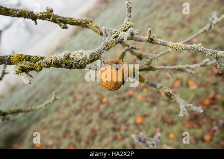 Einsame Apple auf Moss laden Apple tree frühen Winter, Misty mit den unerwarteten Äpfel auf dem Boden Stockfoto