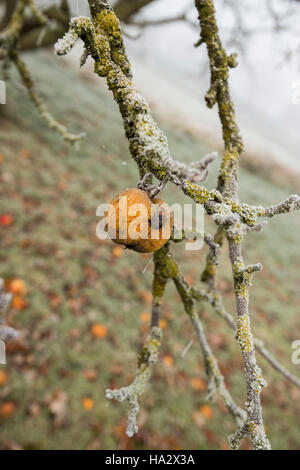 Einsame Apple auf Moss laden Apple tree frühen Winter, Misty mit den unerwarteten Äpfel auf dem Boden Stockfoto