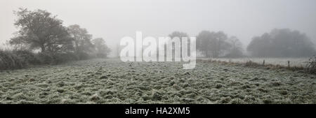 Frostigen Bereich mit Bäumen darüber hinaus sichtbar durch den Nebel Stockfoto