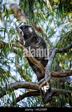 Carnaby des schwarzen Kakadu (Calyptorhynchus Latirostris) in einem Baum, western Australia, Australia Stockfoto