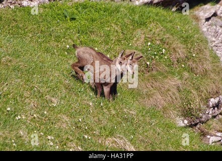 Baby-Gams in der Natur Stockfoto