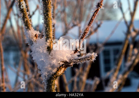 Gefrorene Seifenblase auf einem Baum, bedeckt mit Eiskristallen in Schweden Stockfoto