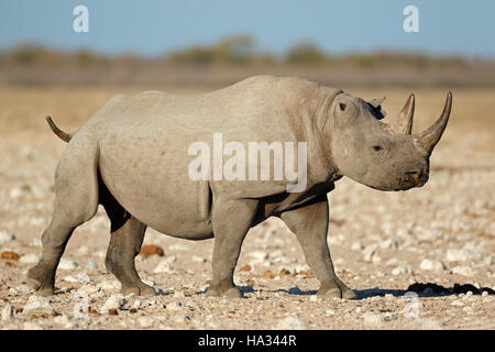 Eine Schwarze Nashorn (Diceros bicornis) im natürlichen Lebensraum, Etosha National Park, Namibia Stockfoto