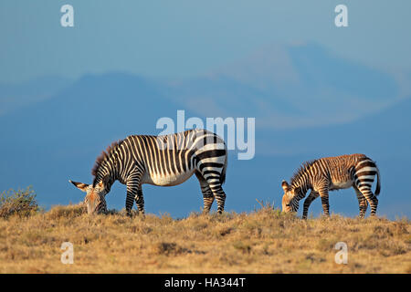 Cape Mountain Zebras (Equus Zebra) Stute mit Fohlen, Mountain Zebra National Park, Südafrika Stockfoto