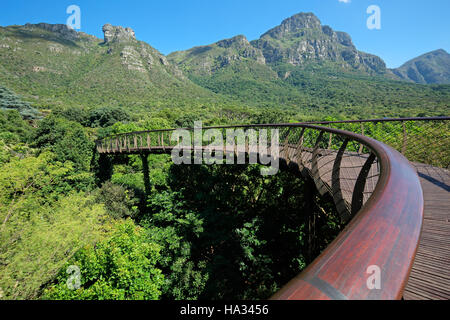 Erhöhten Laufsteg in den Botanischen Garten von Kirstenbosch, Cape Town, Südafrika Stockfoto