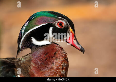 Porträt von einem bunten Mandarinente (Aix Galericulata), Ostasien Stockfoto
