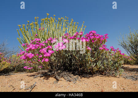 Bunte Wildblumen, Namaqualand, Northern Cape, Südafrika Stockfoto