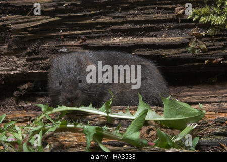 Schermaus, Ostschermaus, Ost-Schermaus, Große Wühlmaus, Arvicola Terrestris, nördlichen Schermaus, Campagnol Aquatique Ou Ratte taupier Stockfoto