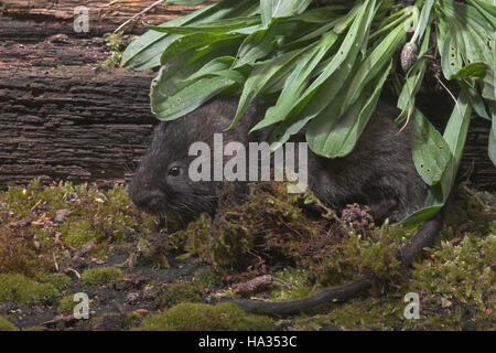 Schermaus, Ostschermaus, Ost-Schermaus, Große Wühlmaus, Arvicola Terrestris, nördlichen Schermaus, Campagnol Aquatique Ou Ratte taupier Stockfoto