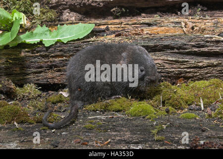 Schermaus, Ostschermaus, Ost-Schermaus, Große Wühlmaus, Arvicola Terrestris, nördlichen Schermaus, Campagnol Aquatique Ou Ratte taupier Stockfoto