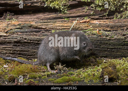 Schermaus, Ostschermaus, Ost-Schermaus, Große Wühlmaus, Arvicola Terrestris, nördlichen Schermaus, Campagnol Aquatique Ou Ratte taupier Stockfoto