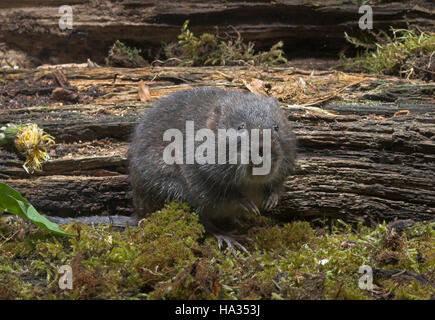 Schermaus, Ostschermaus, Ost-Schermaus, Große Wühlmaus, Arvicola Terrestris, nördlichen Schermaus, Campagnol Aquatique Ou Ratte taupier Stockfoto