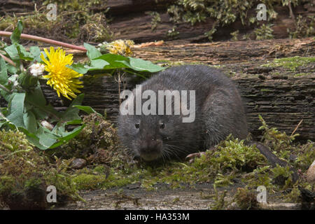 Schermaus, Ostschermaus, Ost-Schermaus, Große Wühlmaus, Arvicola Terrestris, nördlichen Schermaus, Campagnol Aquatique Ou Ratte taupier Stockfoto