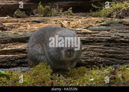 Schermaus, Ostschermaus, Ost-Schermaus, Große Wühlmaus, Arvicola Terrestris, nördlichen Schermaus, Campagnol Aquatique Ou Ratte taupier Stockfoto