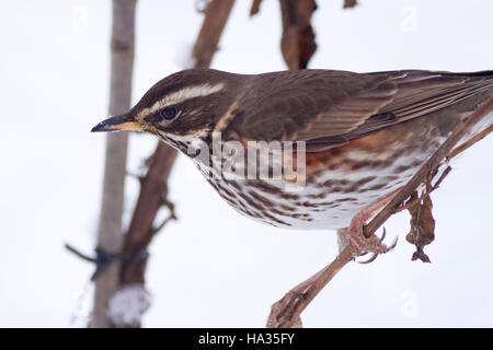 Rotdrossel (Turdus Iliacus) im Schnee, Cambridge, England, UK. Stockfoto