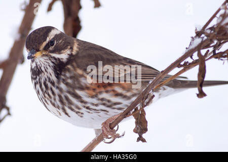 Rotdrossel (Turdus Iliacus) im Schnee, Cambridge, England, UK. Stockfoto