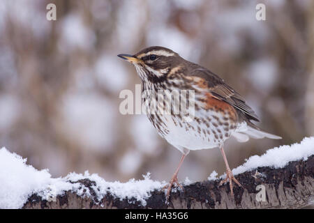 Rotdrossel (Turdus Iliacus) im Schnee, Cambridge, England, UK. Stockfoto